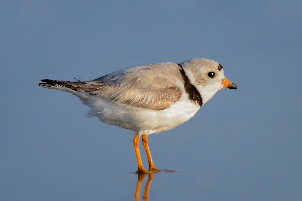 Piping Plover - ML88577961