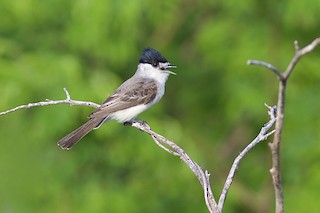  - White-naped Xenopsaris