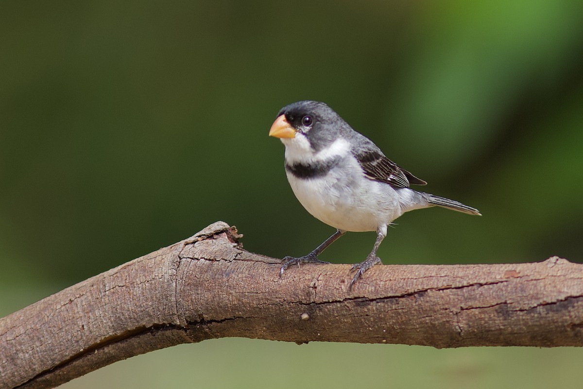 White-throated Seedeater - ML88579841