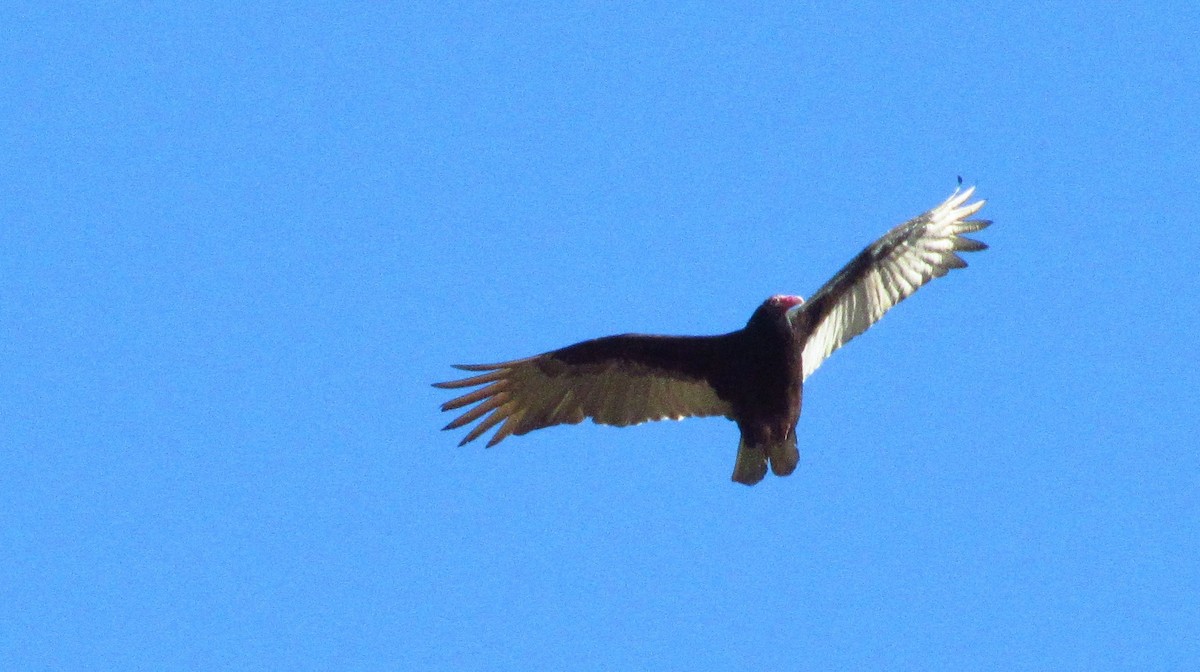 Turkey Vulture - ML88585441