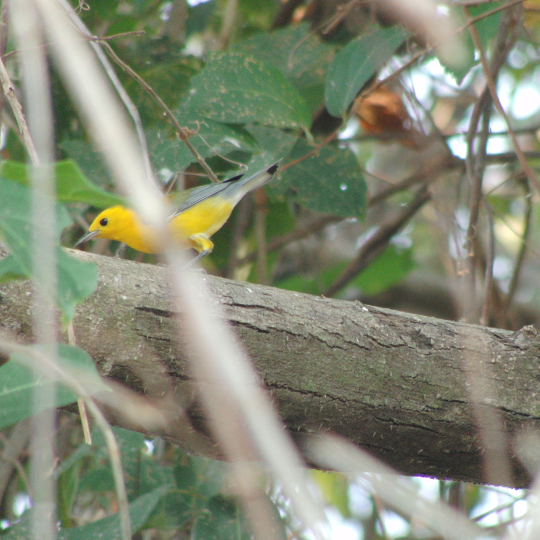 Prothonotary Warbler - ML88586791