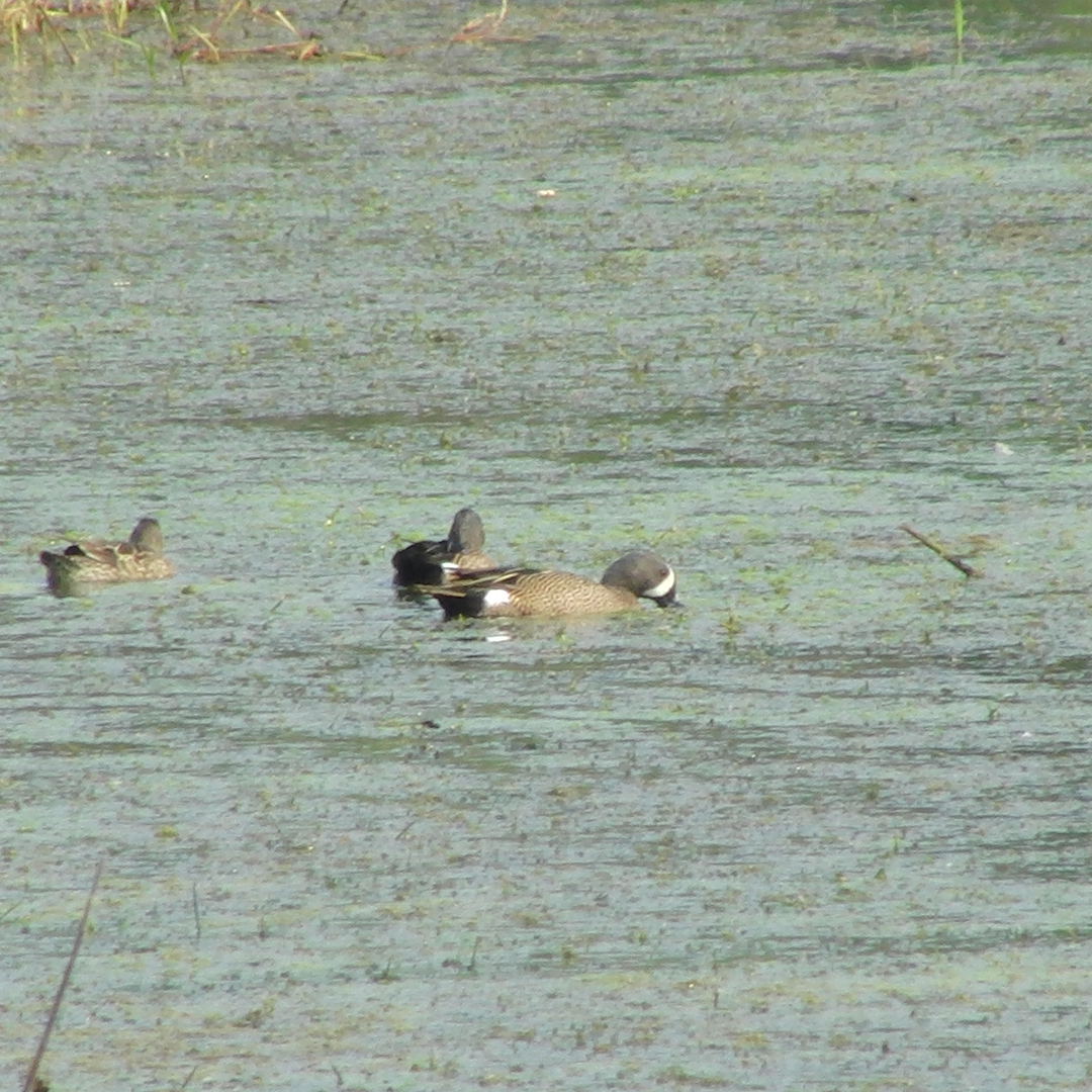 Blue-winged Teal - ML88587021