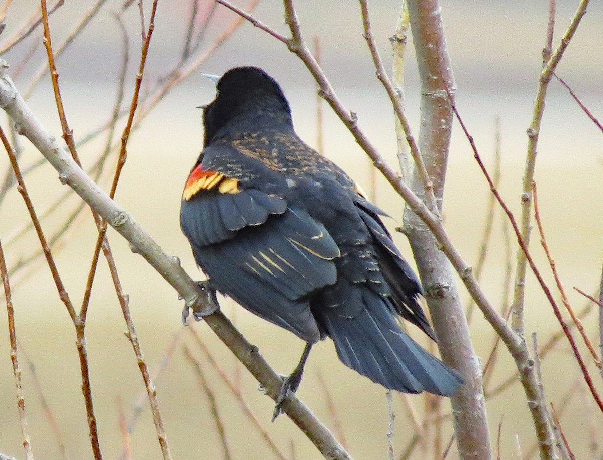 Red-winged Blackbird - Don Gorney