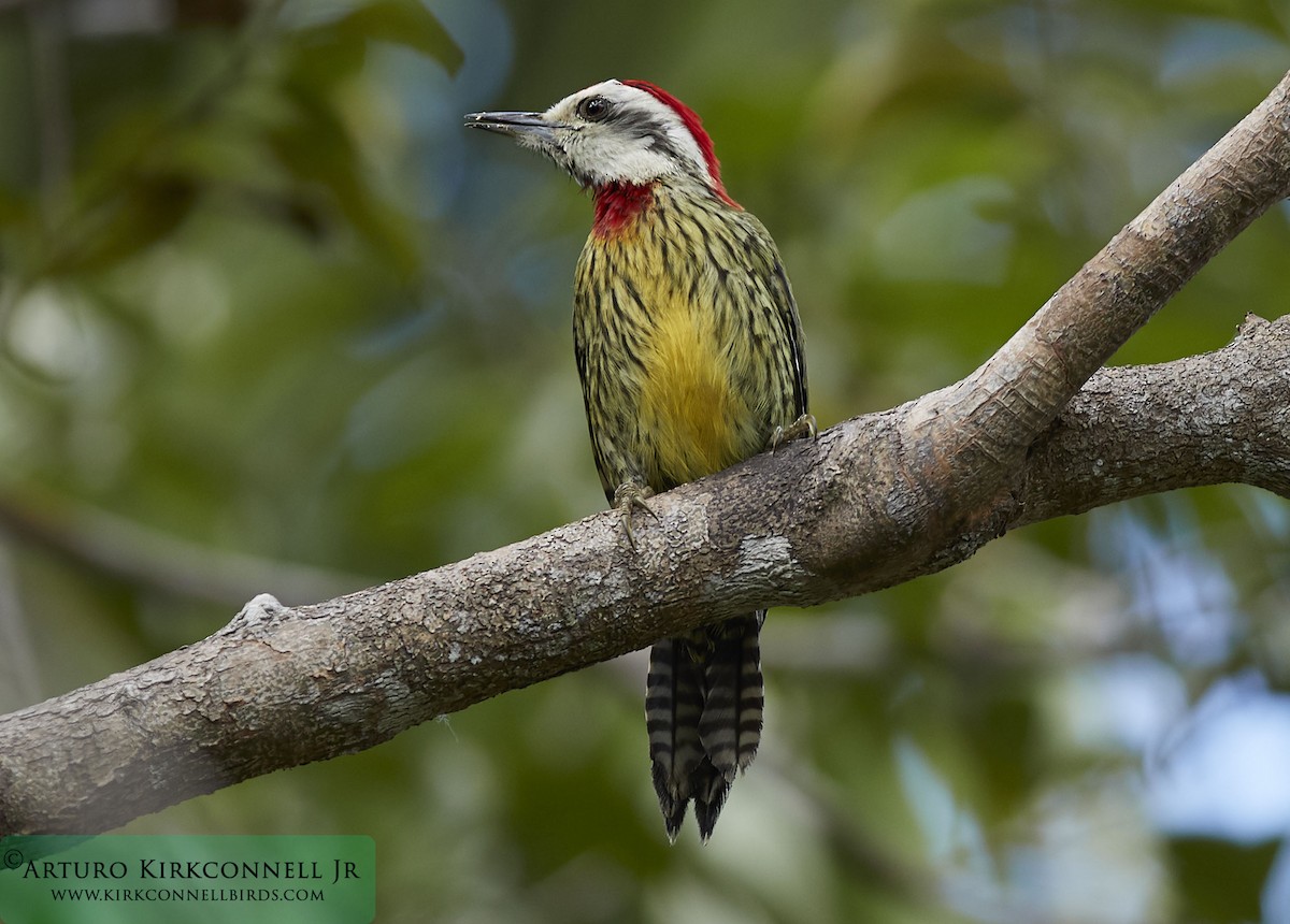 Cuban Green Woodpecker - ML88590951