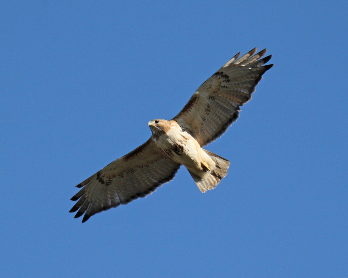 Red-tailed Hawk - ML88594031