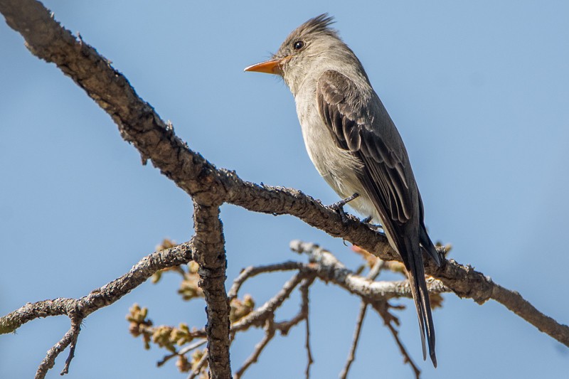 Greater Pewee - ML88594271