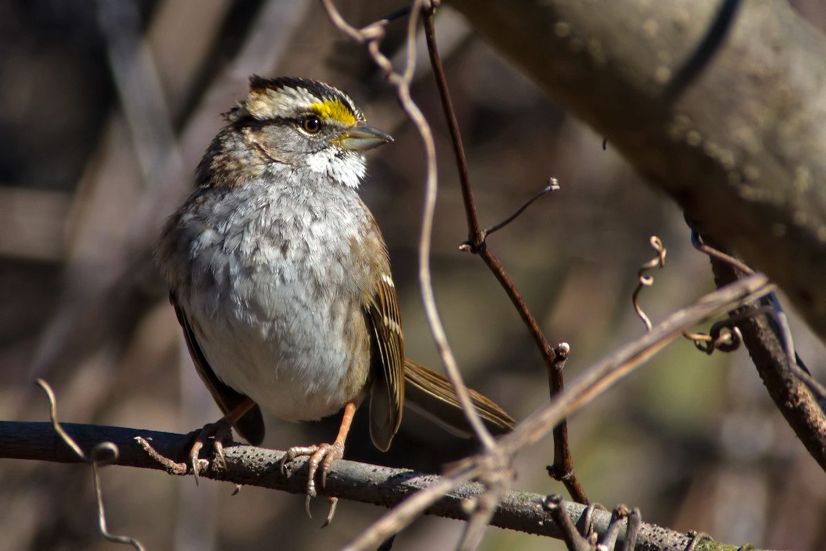 White-throated Sparrow - Rob Dickerson