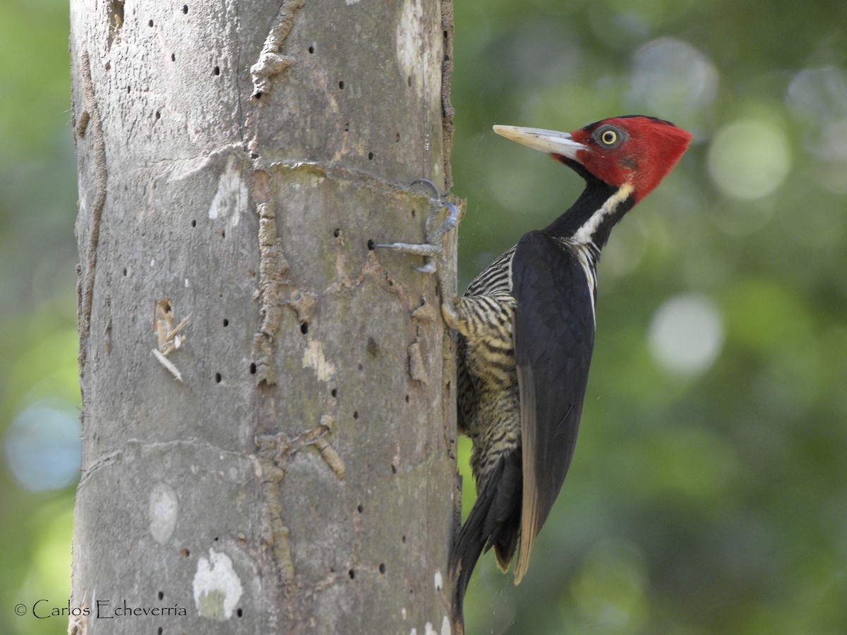 Pale-billed Woodpecker - ML88594901