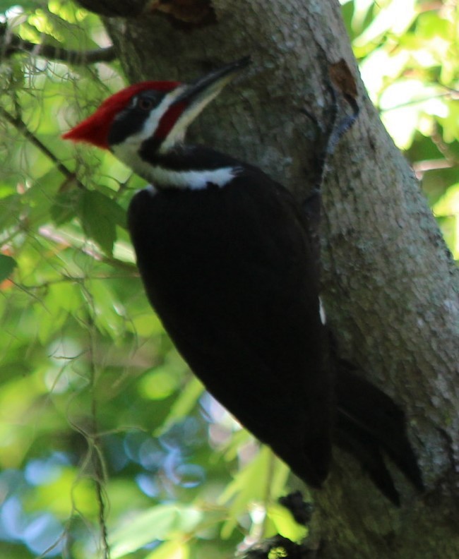 Pileated Woodpecker - Michael Roberts
