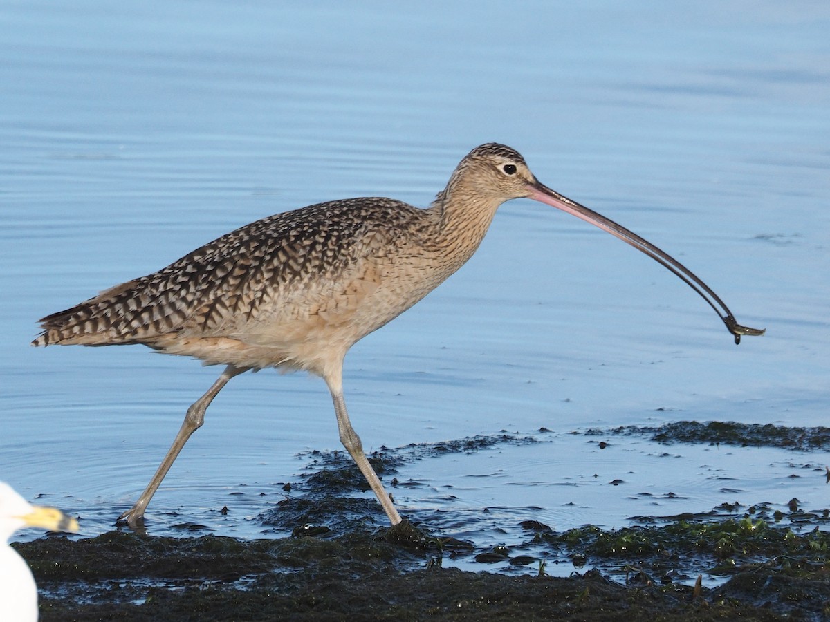 Long-billed Curlew - ML88596751