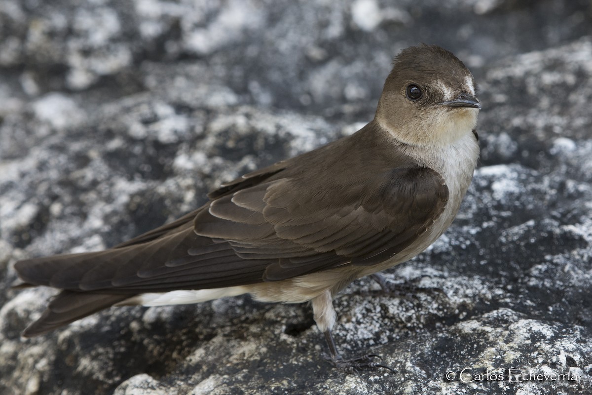 Northern Rough-winged Swallow - ML88597301