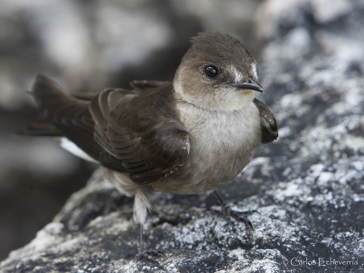 Northern Rough-winged Swallow - ML88597371