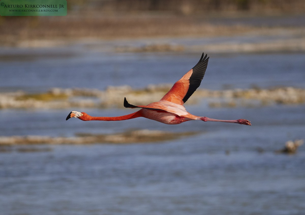 American Flamingo - Arturo Kirkconnell Jr
