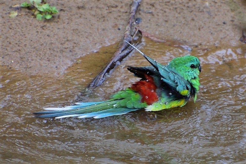 Red-rumped Parrot - Anthony Katon