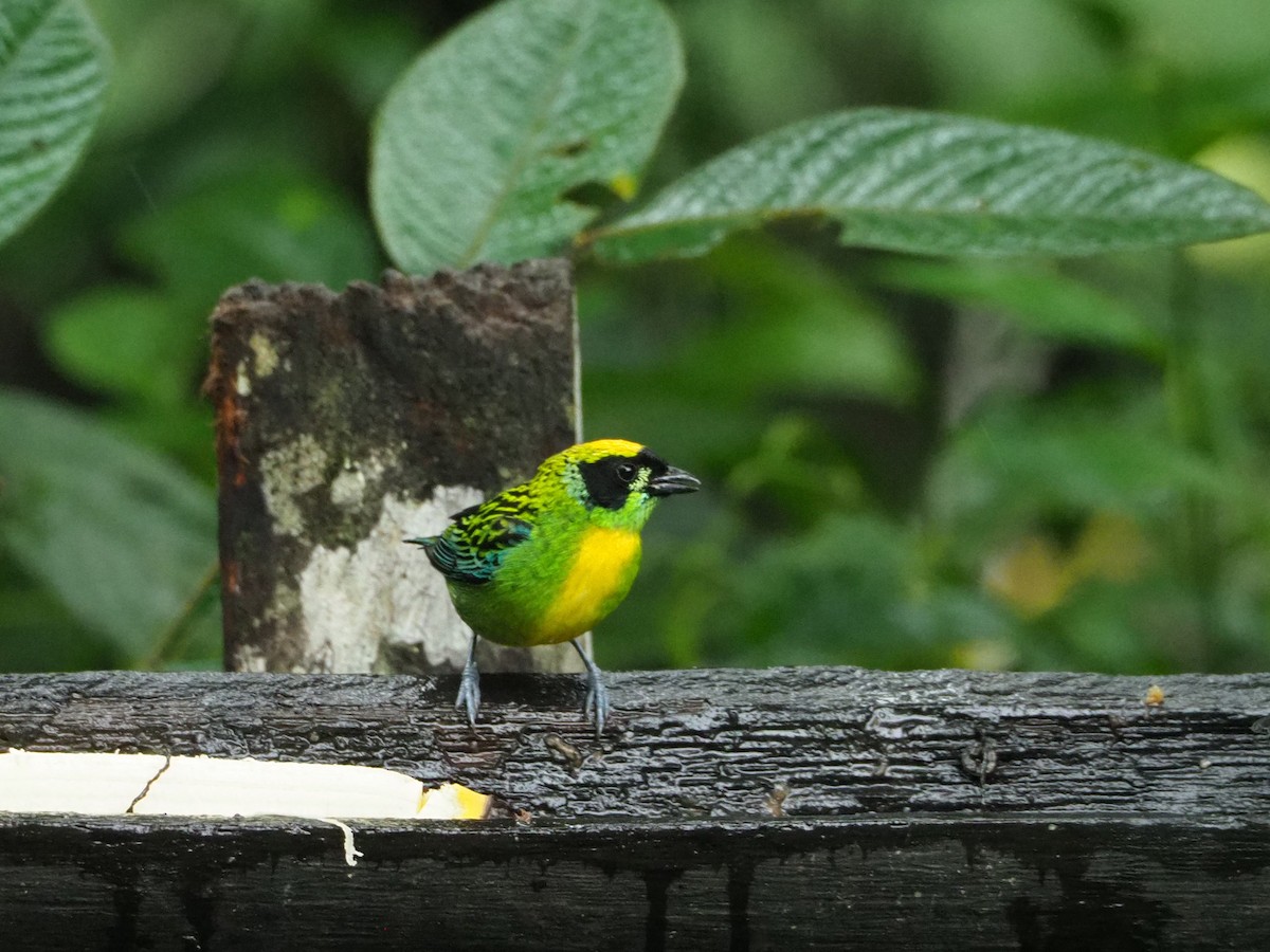 Green-and-gold Tanager - ML88610251