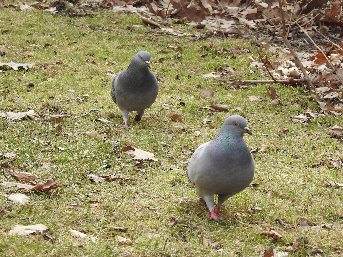 Rock Pigeon (Feral Pigeon) - ML88612181