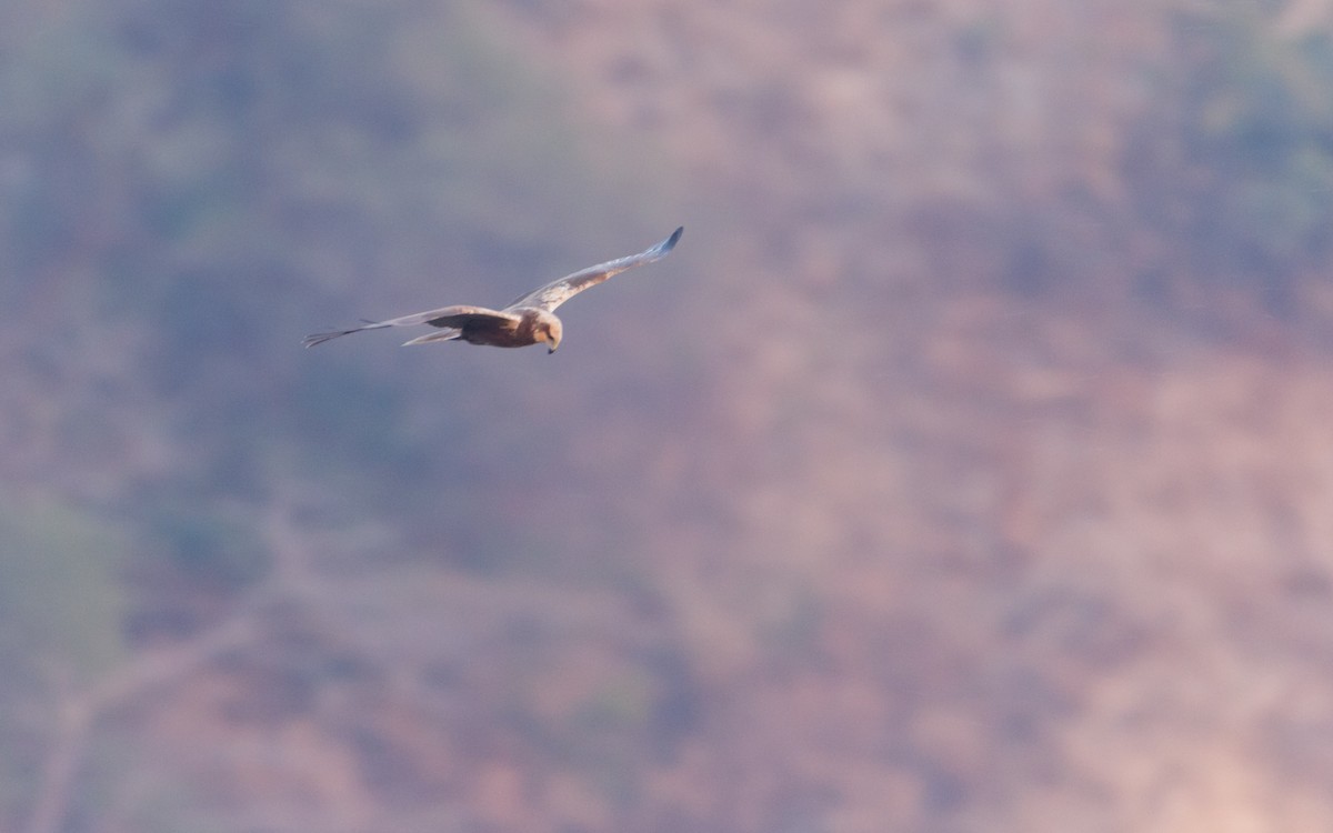 Western Marsh Harrier - Adithya Bhat
