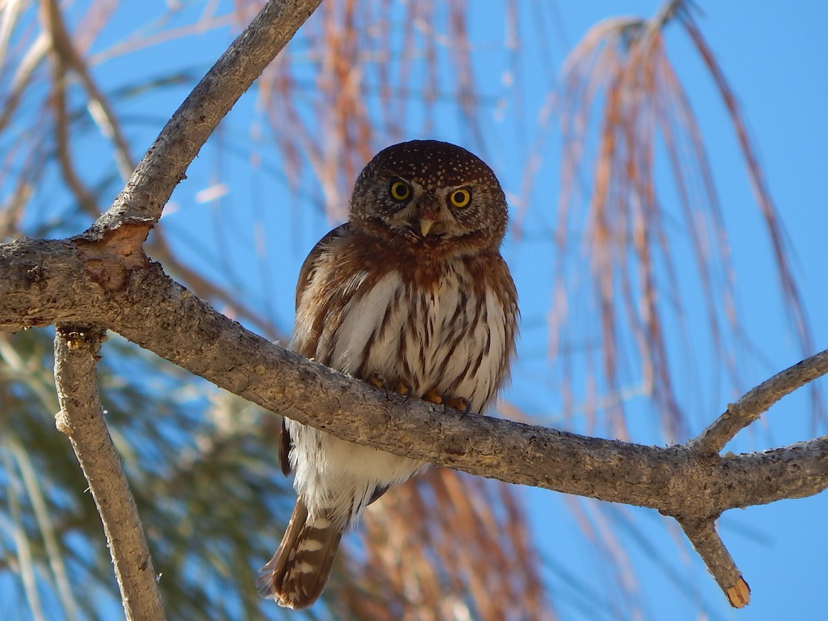 Northern Pygmy-Owl - Ralph Baker