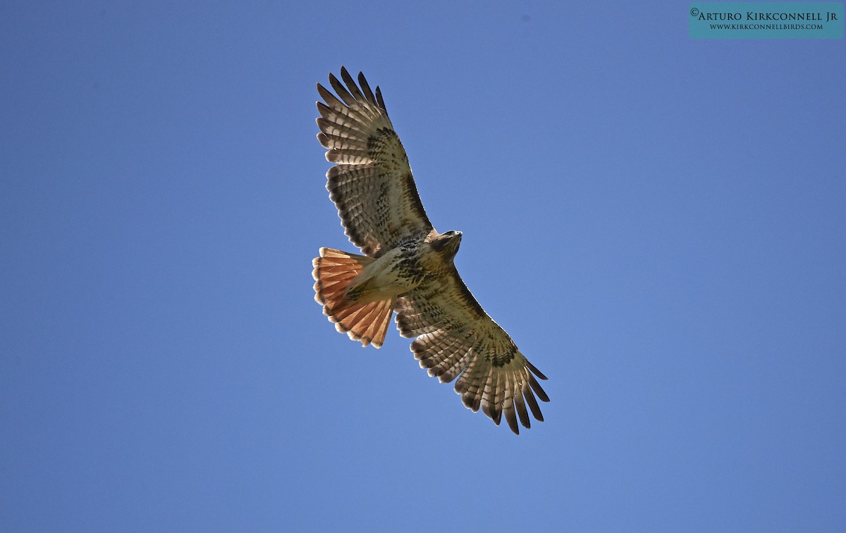 Red-tailed Hawk - Arturo Kirkconnell Jr