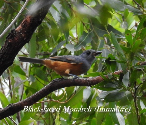 Black-faced Monarch - U3A Bird Group Two