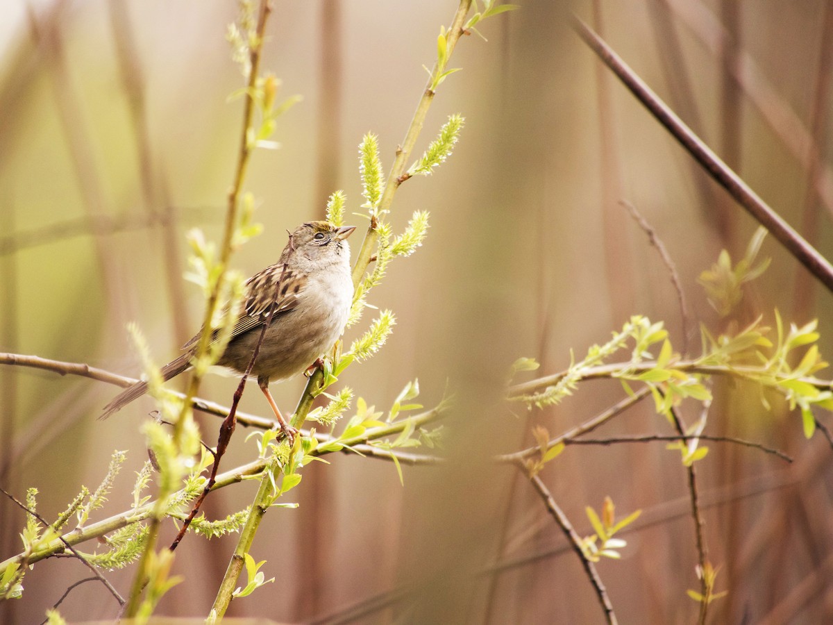 Golden-crowned Sparrow - ML88616461