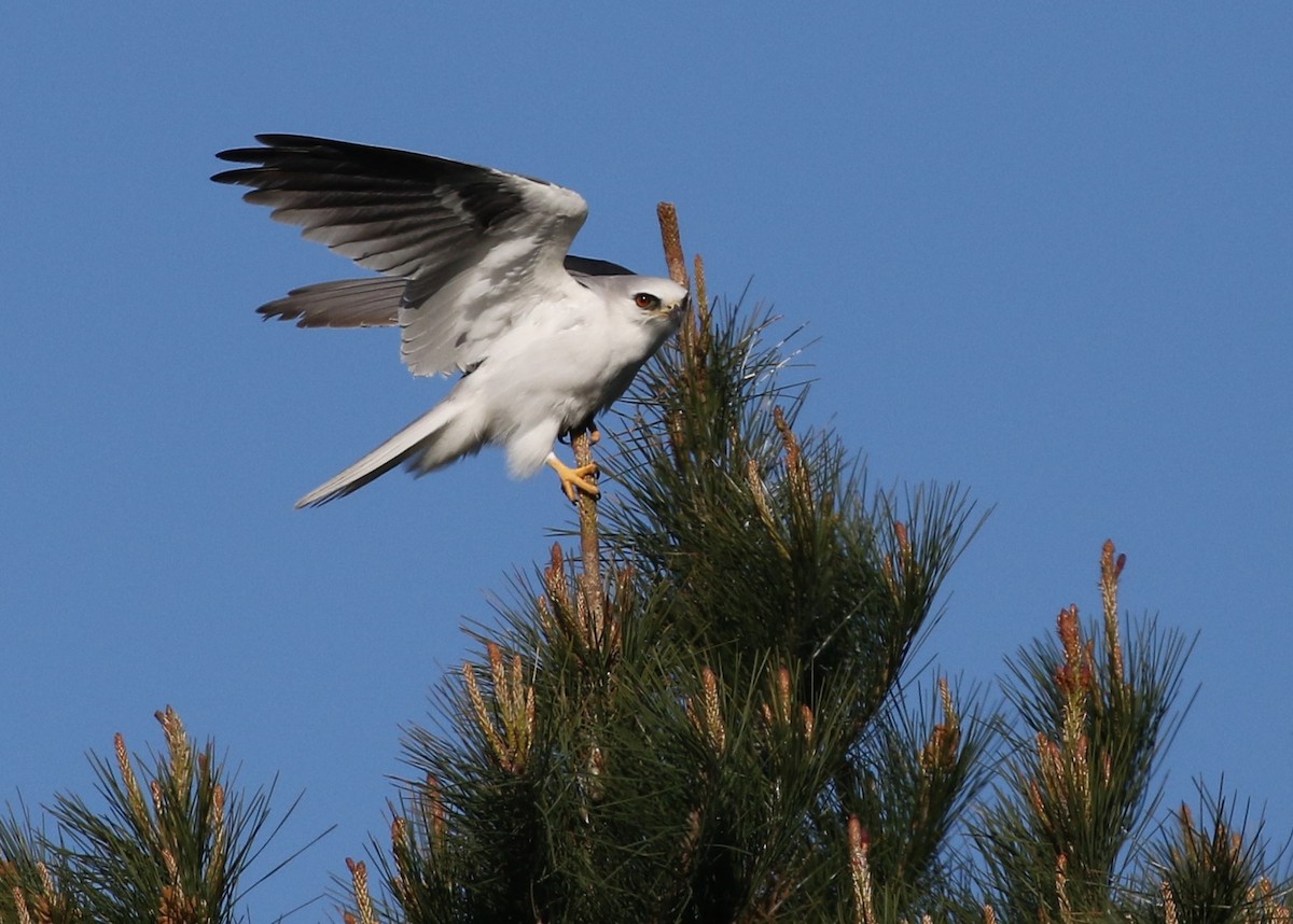 White-tailed Kite - Dean LaTray