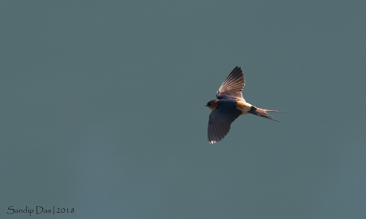Red-rumped Swallow - ML88617011