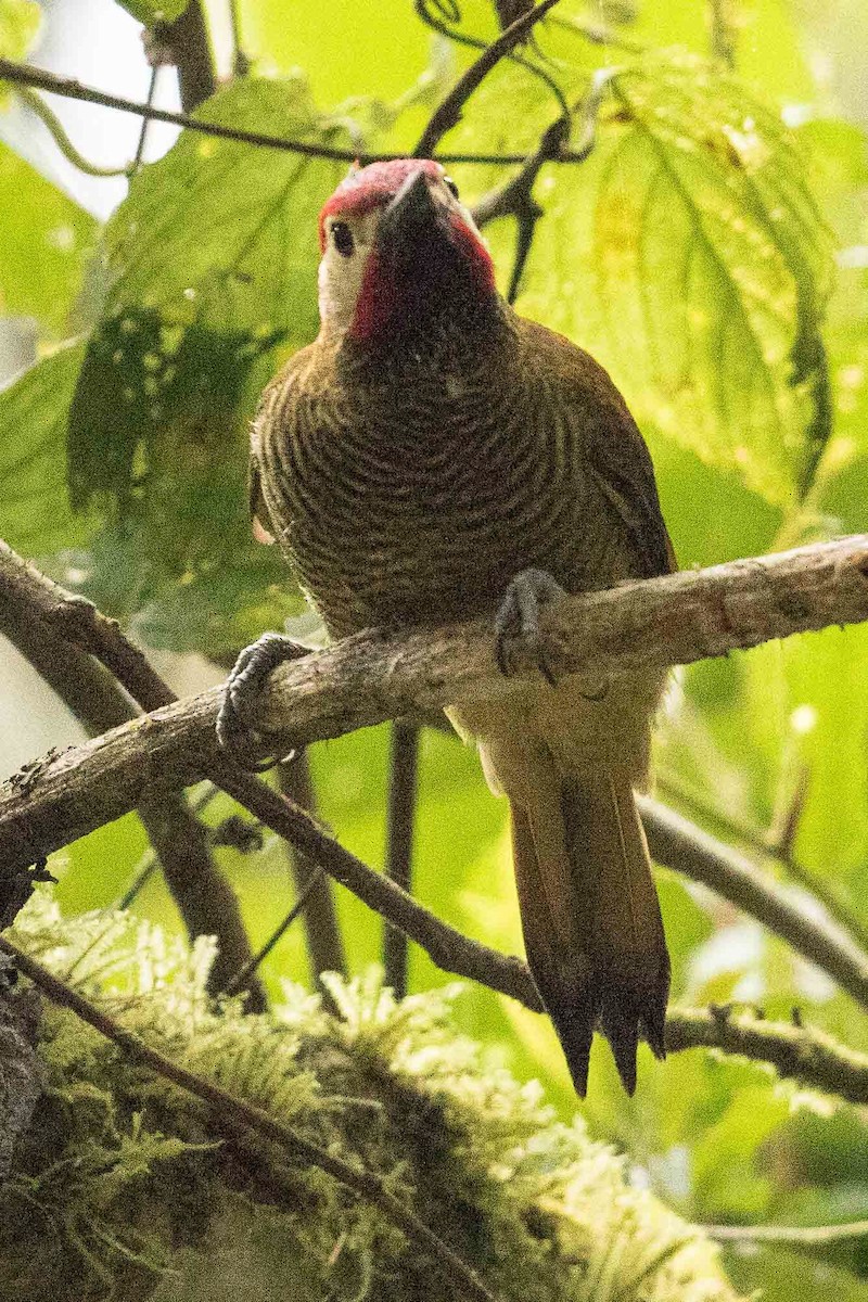 Golden-olive Woodpecker - Eric VanderWerf
