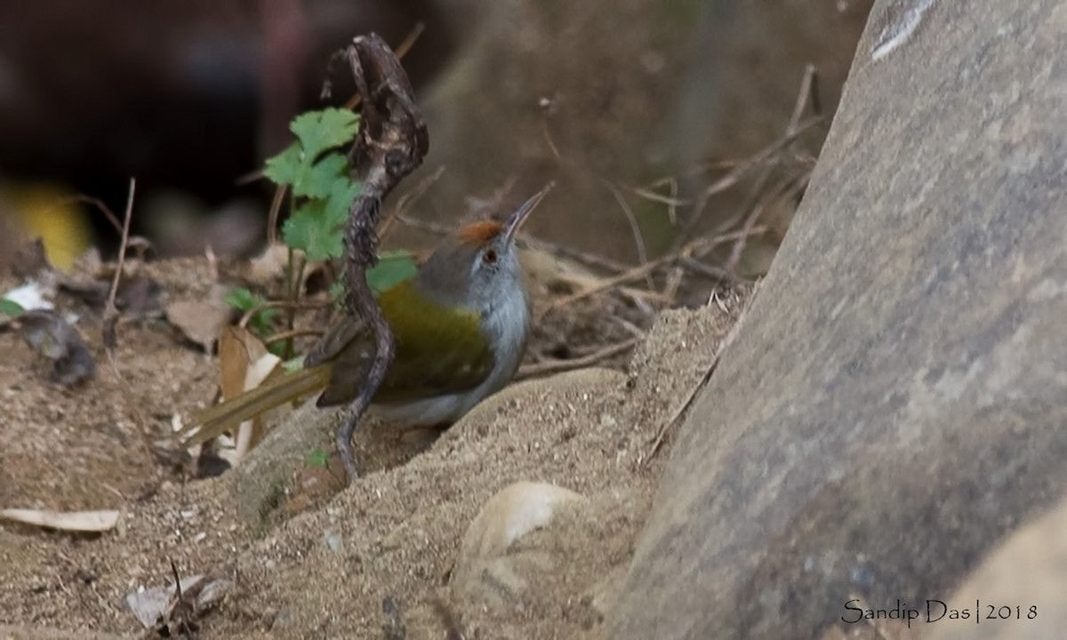 Common Tailorbird - Sandip Das