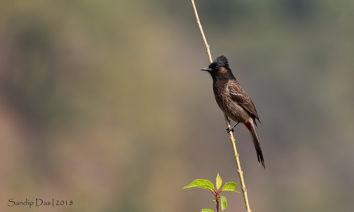 Red-vented Bulbul - ML88618131