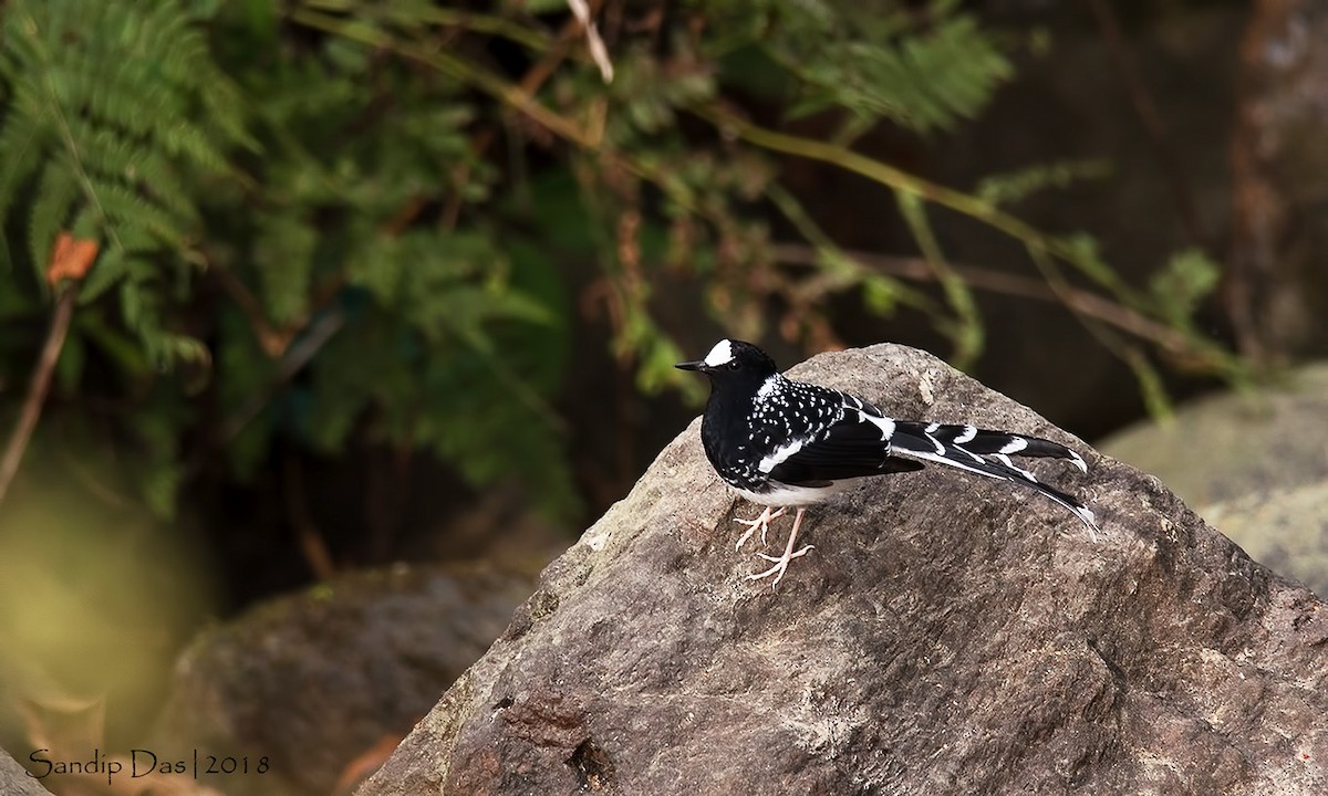 Spotted Forktail - ML88618191