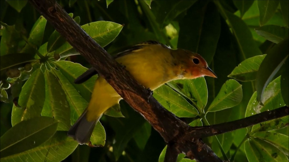 Western Tanager - ML88618381