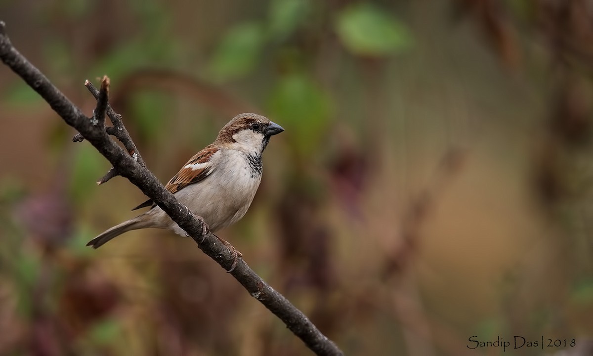 House Sparrow - Sandip Das