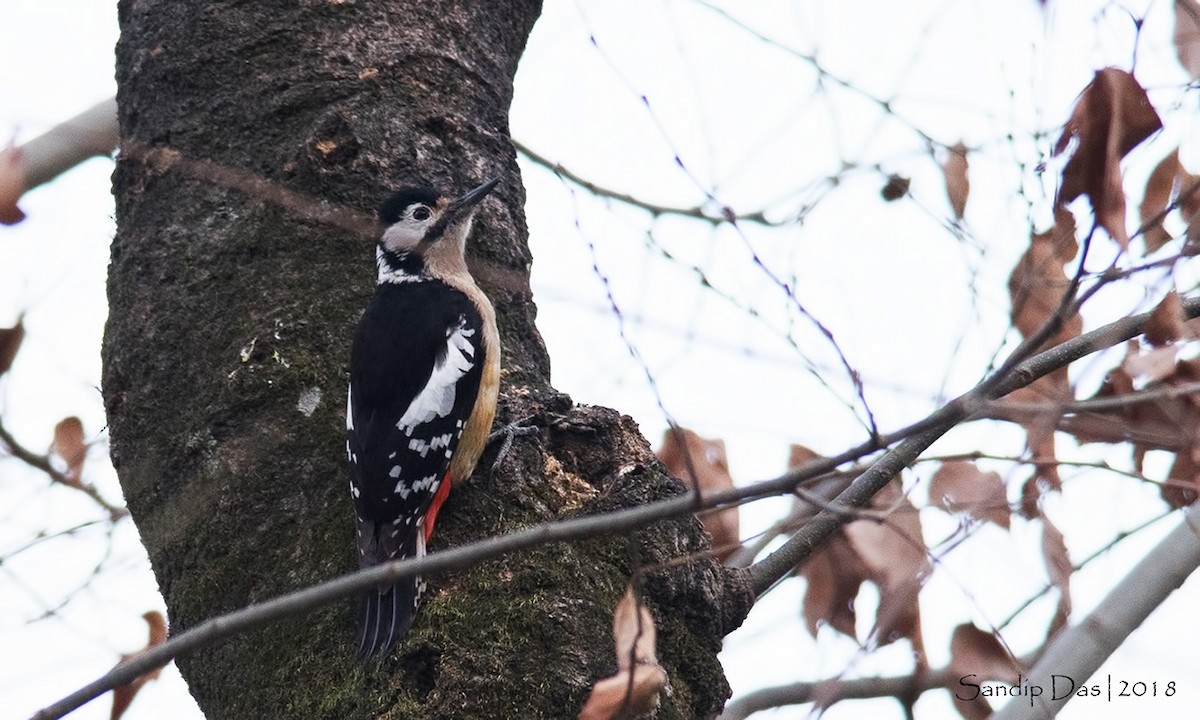 Himalayan Woodpecker - ML88618621