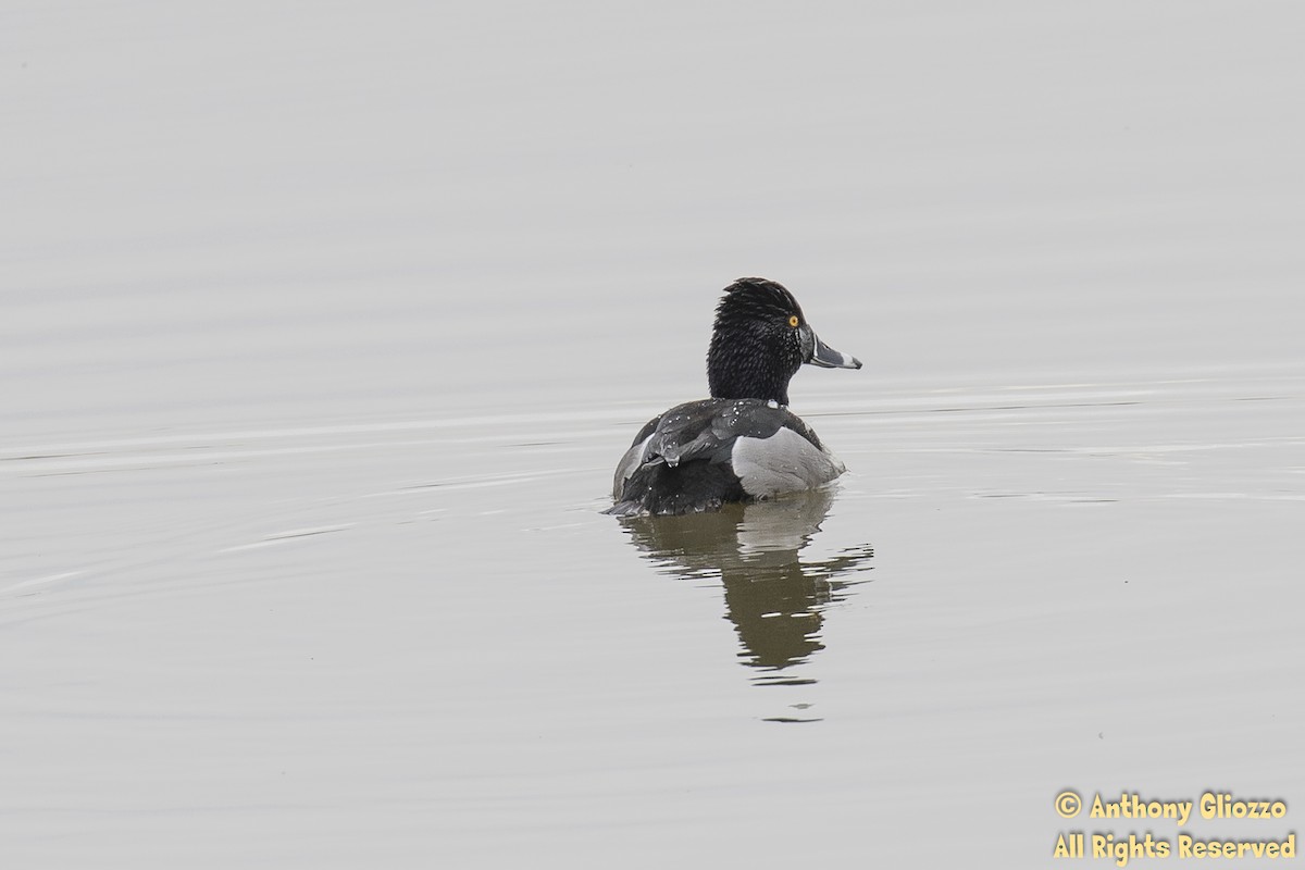 Ring-necked Duck - Anthony Gliozzo
