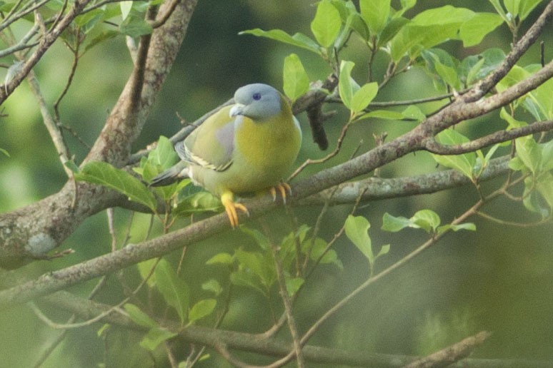 Yellow-footed Green-Pigeon - ML88621021