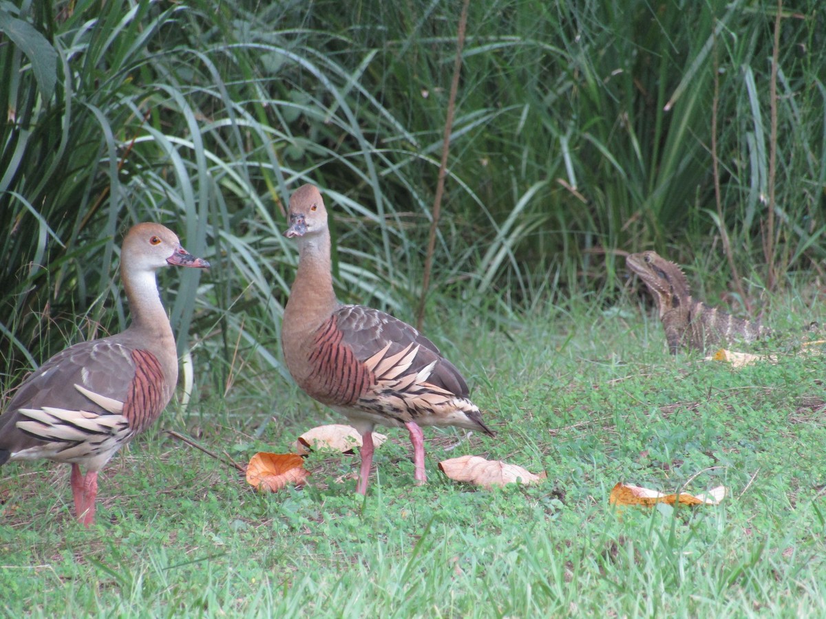 Plumed Whistling-Duck - Claire Anderson