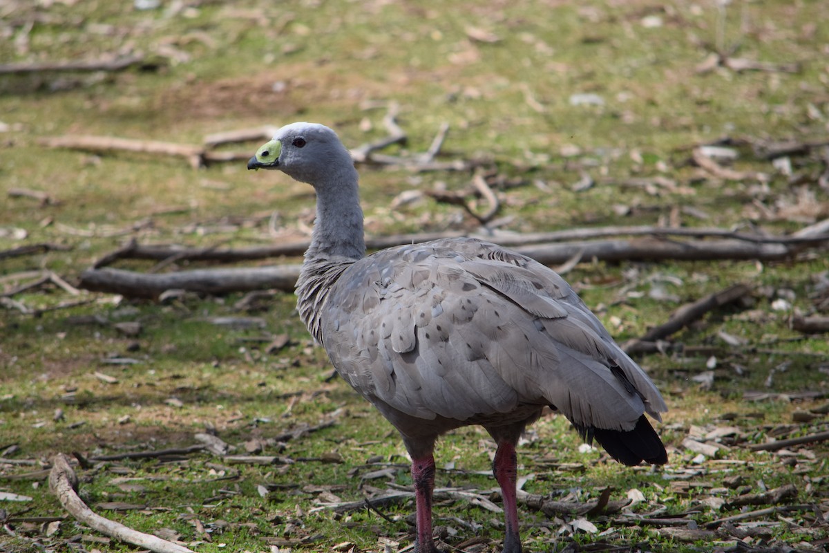 Cape Barren Goose - Tim Nickholds