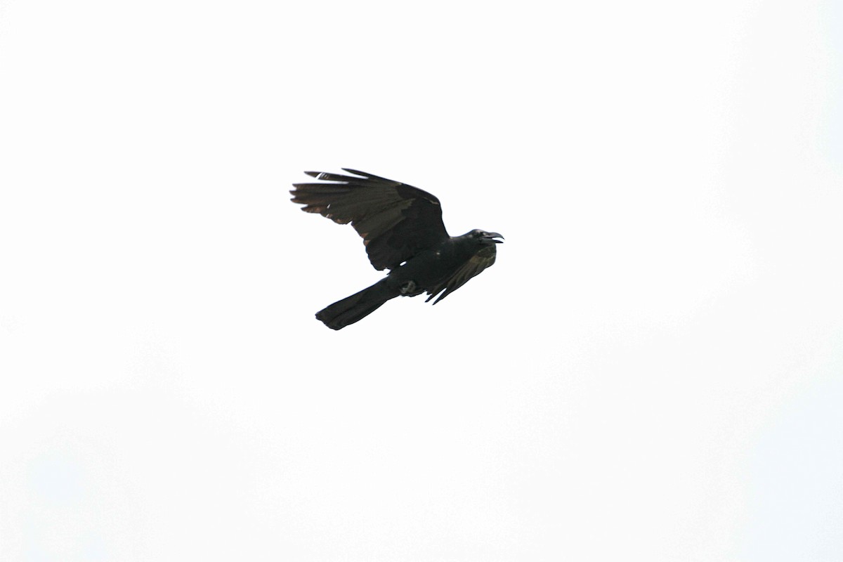 Large-billed Crow - Kian Guan Tay