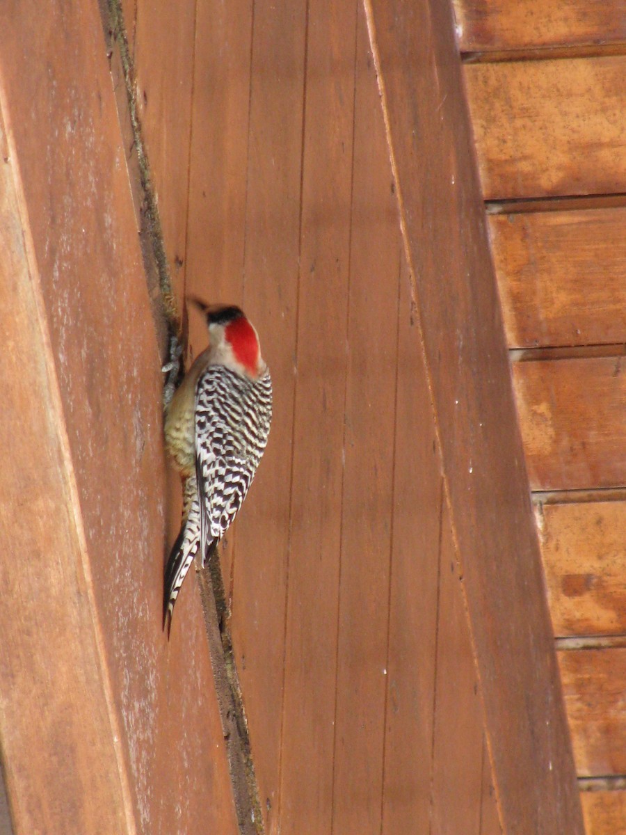West Indian Woodpecker - Lesley Harrison