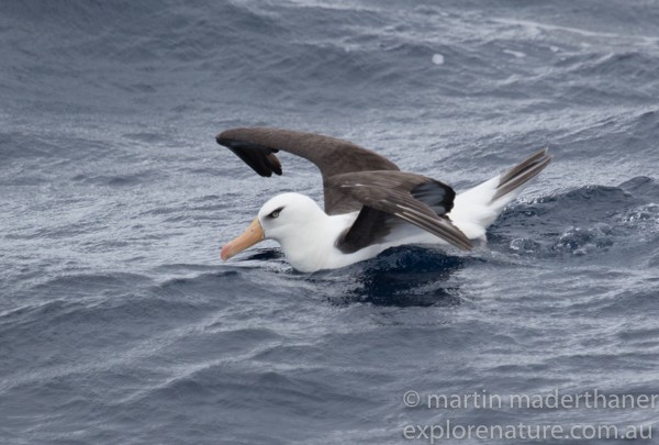 Black-browed Albatross (Campbell) - Martin Maderthaner