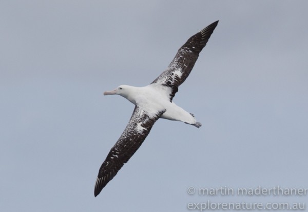 Antipodean Albatross (Gibson's) - Martin Maderthaner