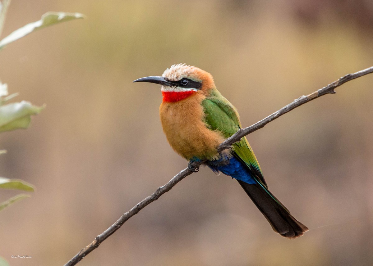 White-fronted Bee-eater - ML88625051