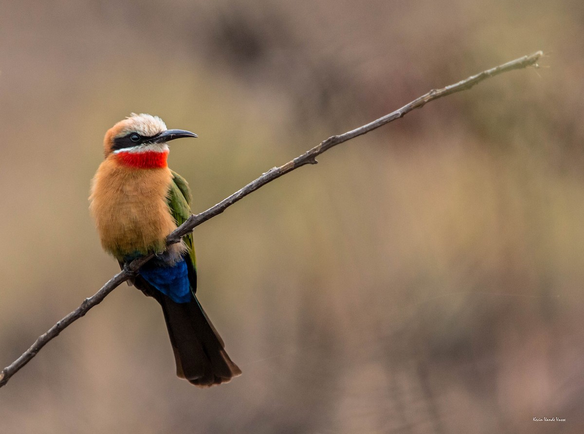White-fronted Bee-eater - Kevin Vande Vusse