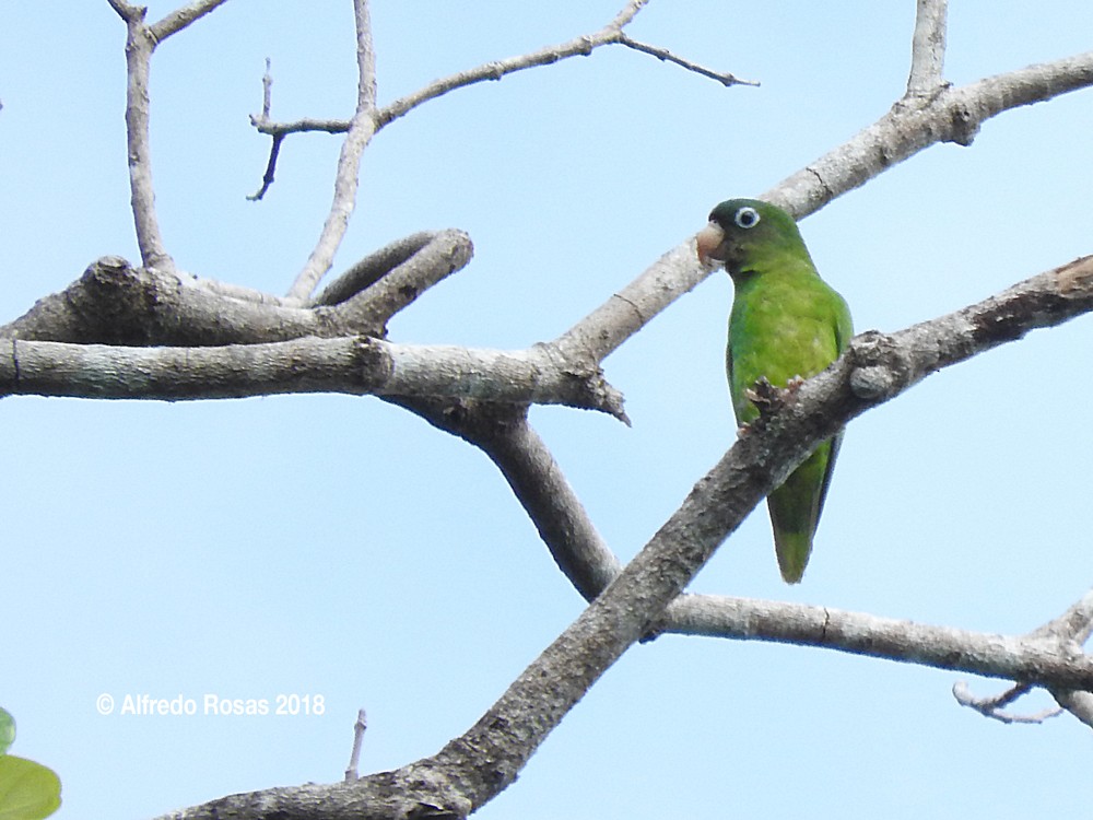 Golden-winged Parakeet - Alfredo Rosas