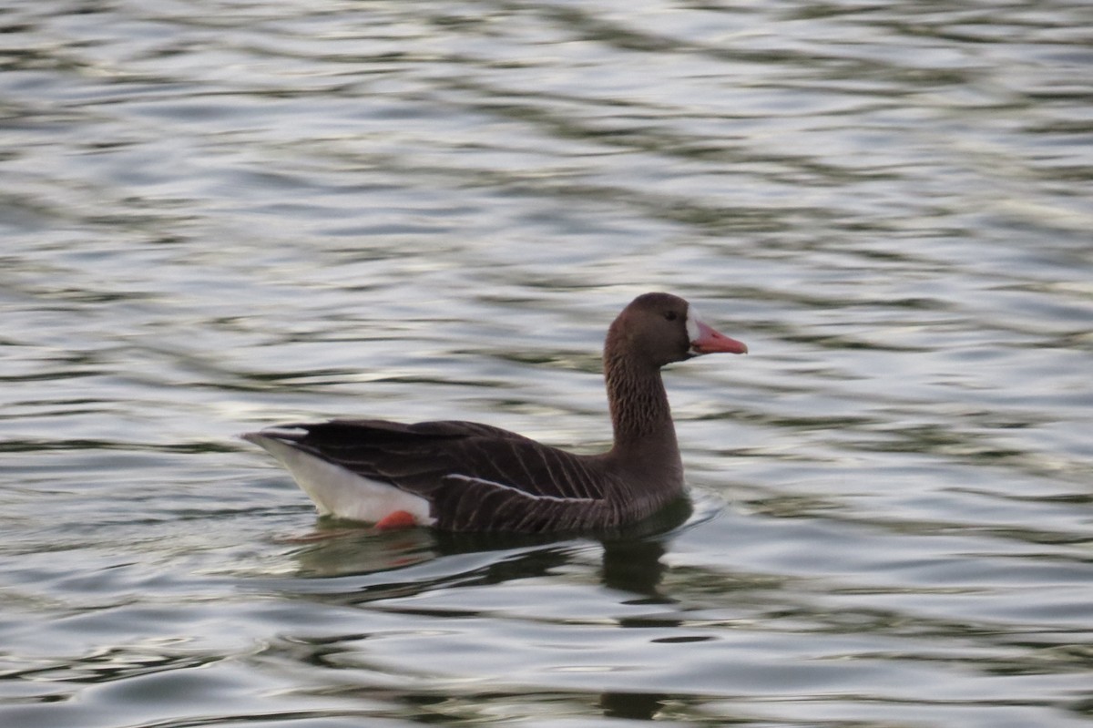 Greater White-fronted Goose - ML88629631