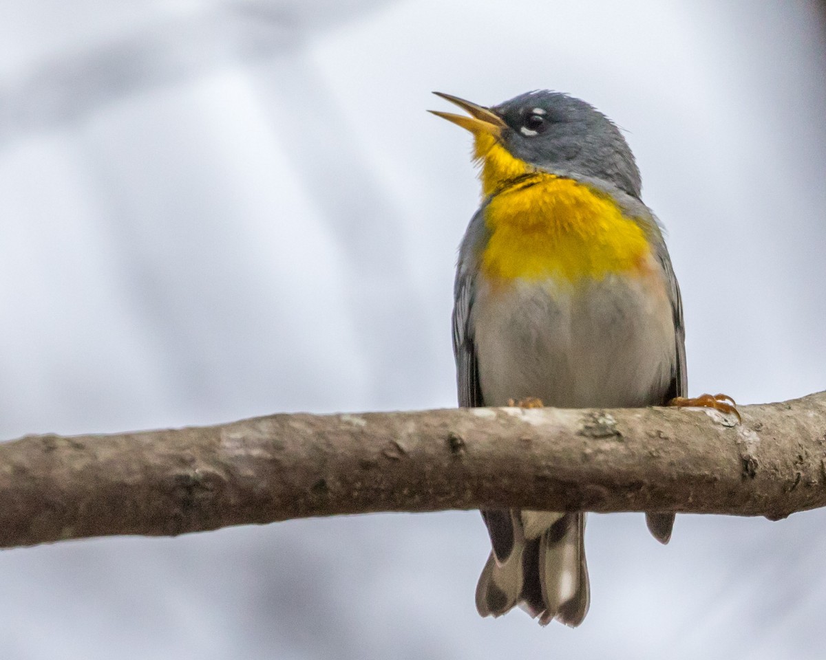 Northern Parula - Michael Foster