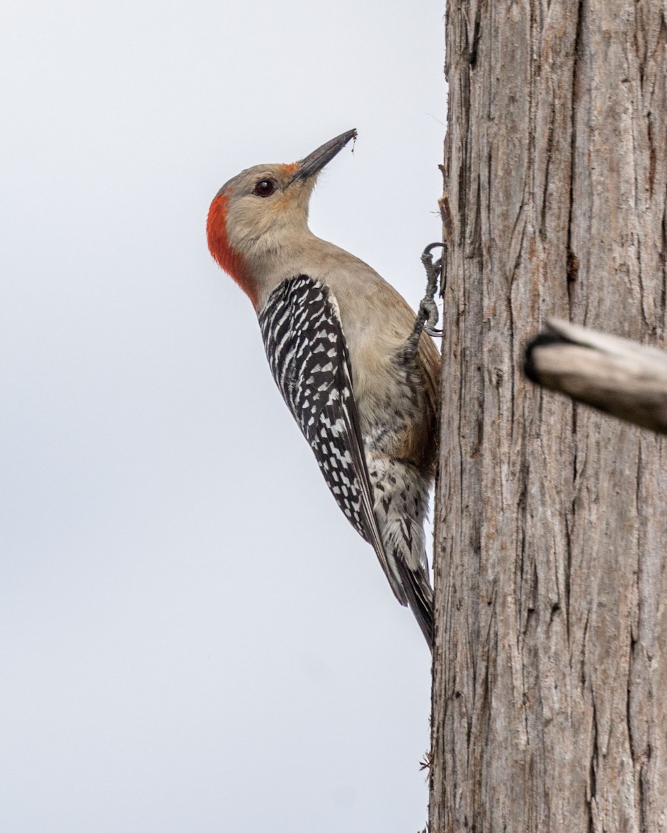 Red-bellied Woodpecker - Michael Foster