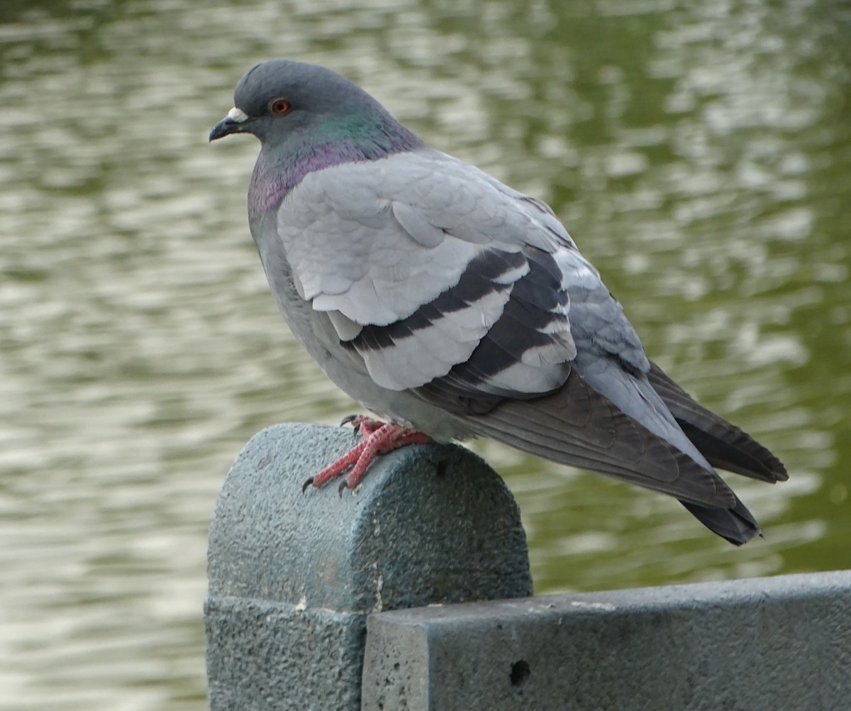 Rock Pigeon (Feral Pigeon) - ML88633771