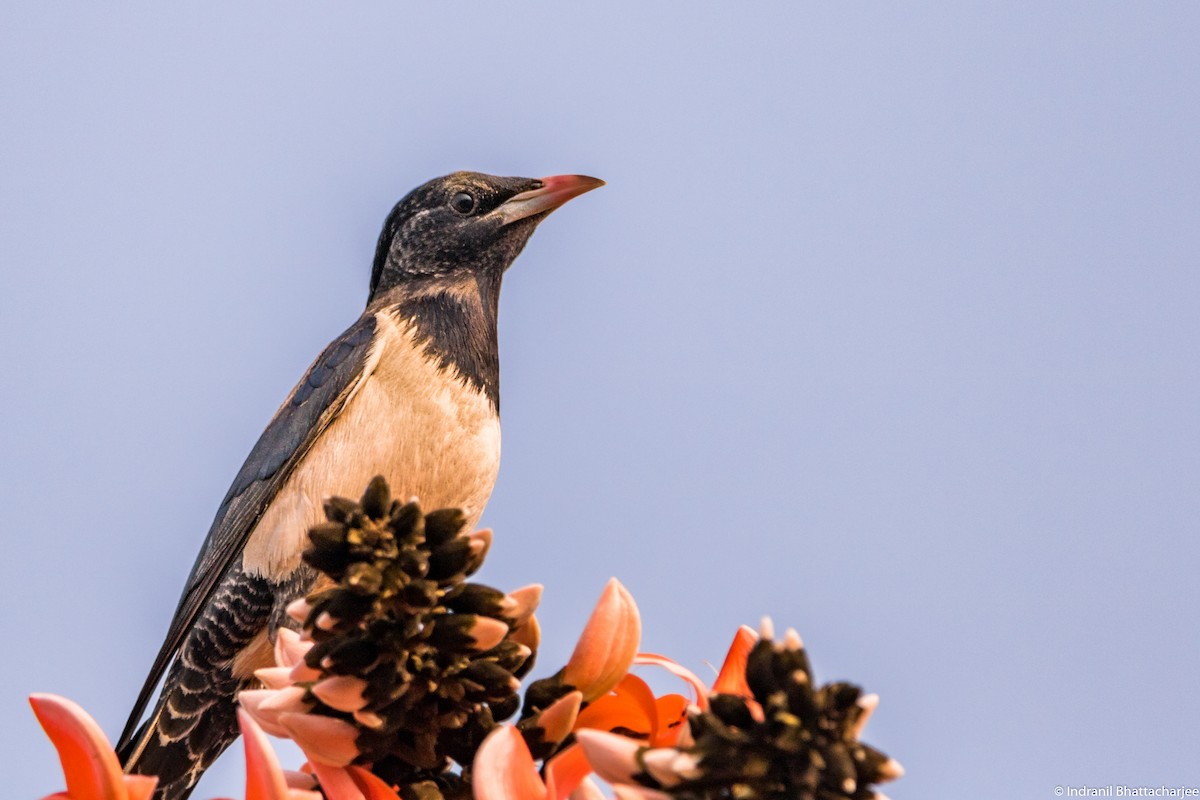 Rosy Starling - Indranil Bhattacharjee